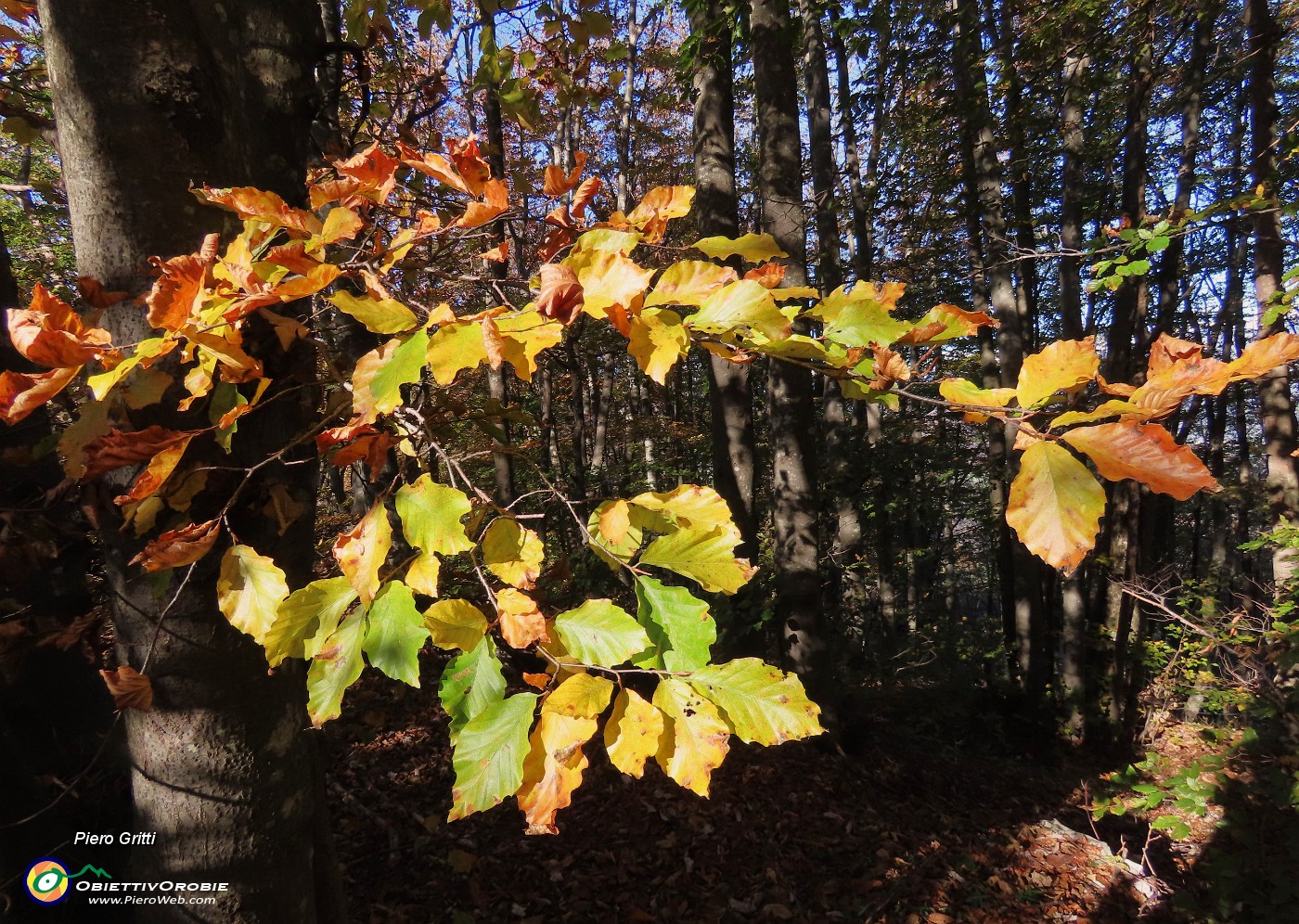 20 Nella splendida faggeta in smagliante  veste autunnale.JPG